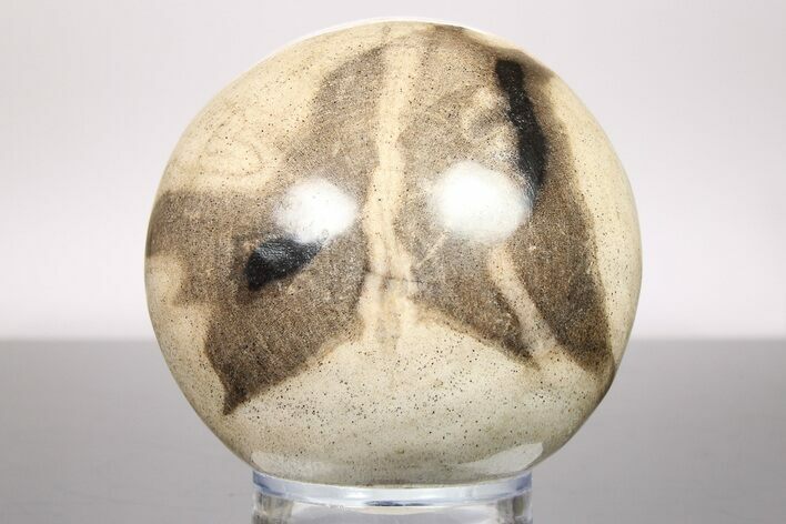 Petrified Wood (Tropical Hardwood) Sphere - Indonesia #266097